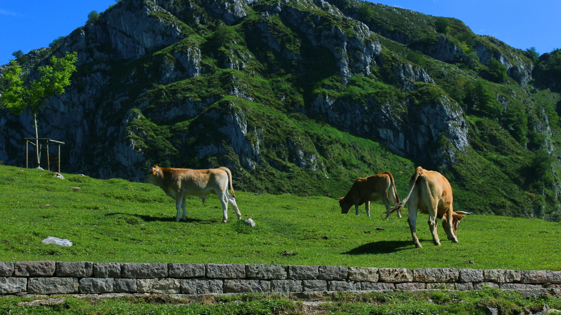 Camino