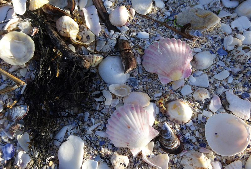 Beachcombing: Scallop Shells