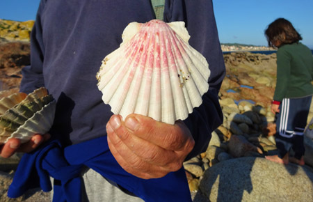 Beachcombing: Scallop Shells