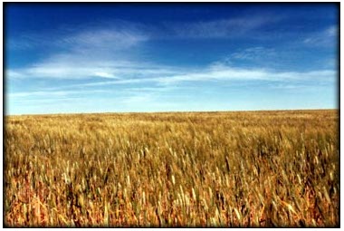 Fields of Camino de Santiago