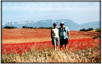 Field of Poppys