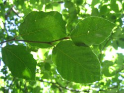 Beech leaves July 2005